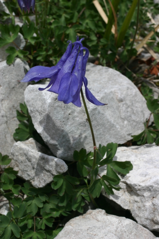 Aquilegia bertolonii / Aquilegia di Bertoloni
