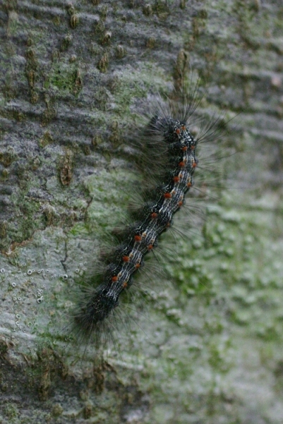 bruco su faggio - Lithosia quadra