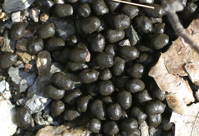 escrementi Alpi Apuane