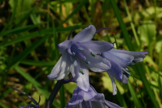 Hyacinthoides hispanica