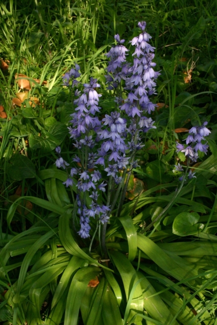 Hyacinthoides hispanica
