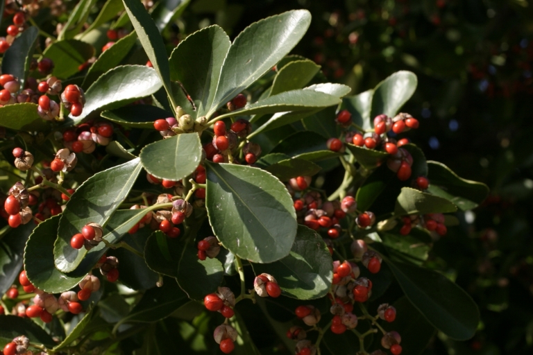 alberello cinque terre - Euonymus japonicus