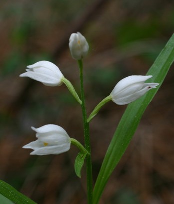 Cephalanthera longifolia