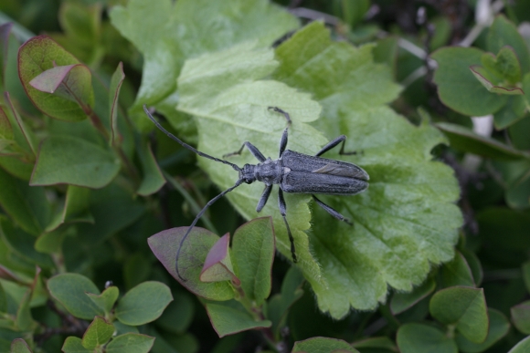 cerambicide: Oxymirus cursor