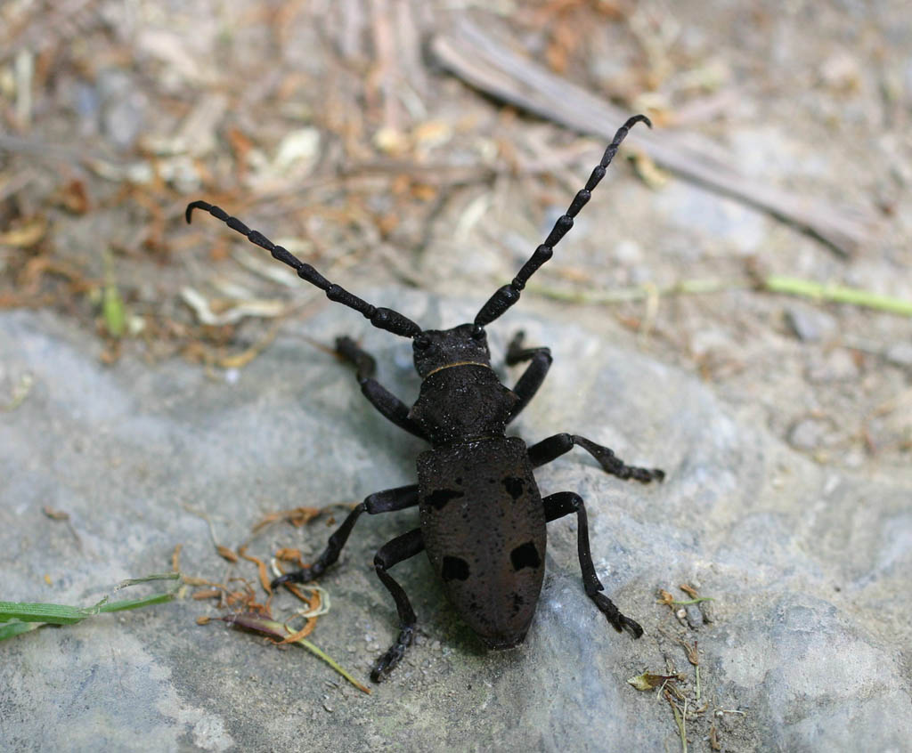 Herophila tristis alla Cinque Terre