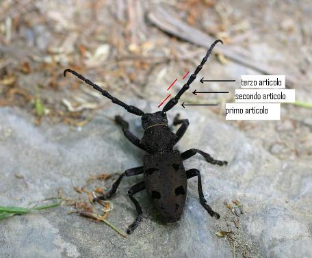 Herophila tristis alla Cinque Terre