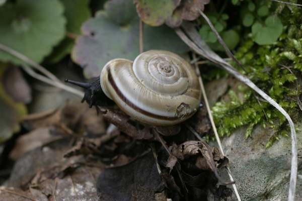 chiocciola con carrozzeria ammaccata