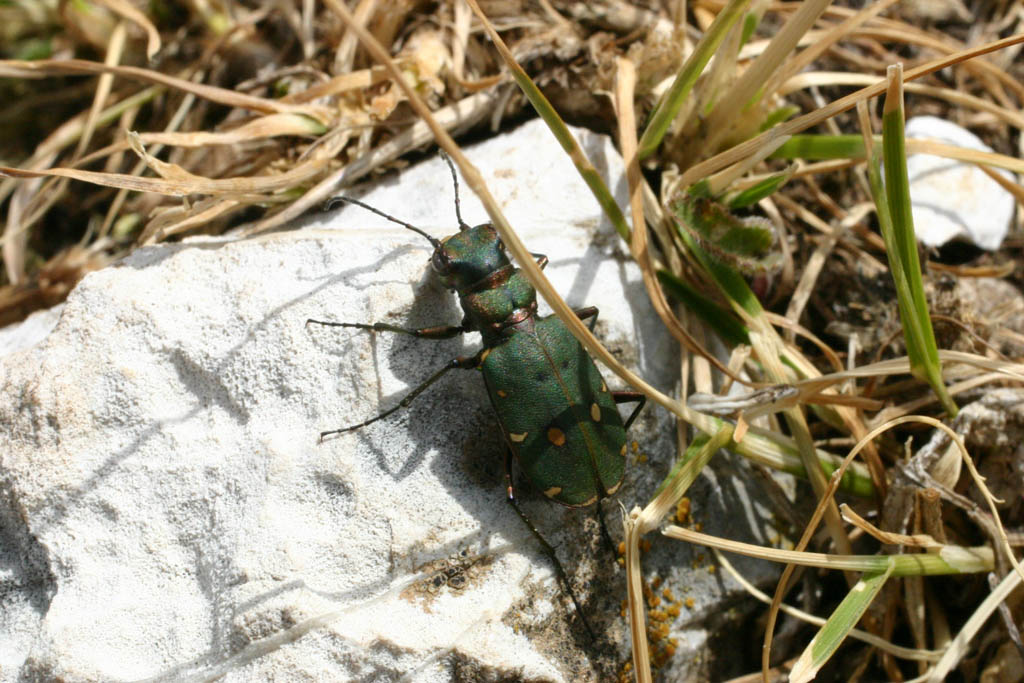 Cicindela campestris dei Monti Sibilliini