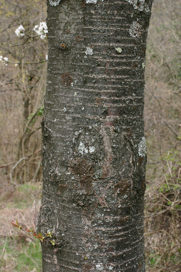Ciliegio