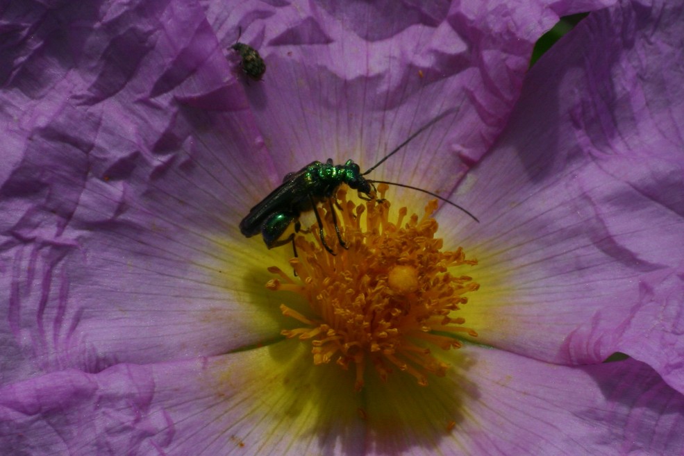 Oedemeridae: Oedemera nobilis