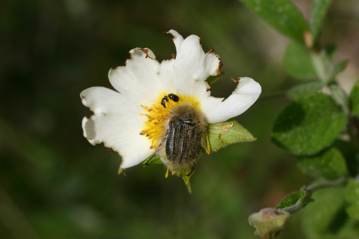 Coleottero peloso: Tropinota squalida