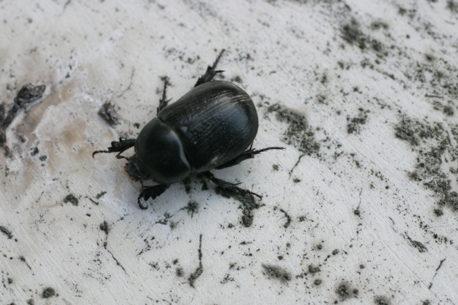 scarabeo cittadino: Pentodon bidens