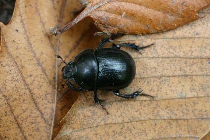 Coleottero Monti Pisani: Anoplotrupes stercorosus