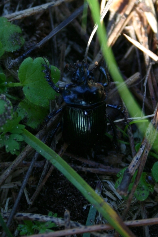 geotrupide: Ceratophyus rossii