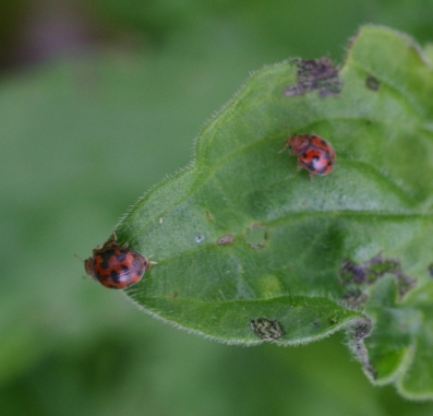 Coccinellide: Subcoccinella vigintiquatuorpunctata