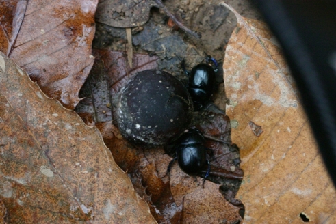 Coleottero Monti Pisani: Anoplotrupes stercorosus