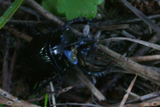 geotrupide: Ceratophyus rossii