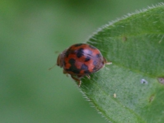 Coccinellide: Subcoccinella vigintiquatuorpunctata