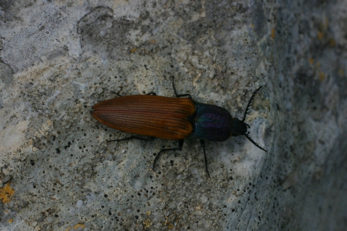 dalle Apuane: Ctenicera virens