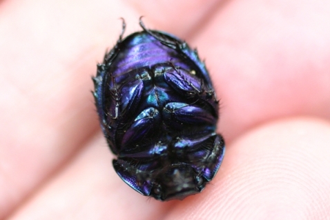 Coleottero Monti Pisani: Anoplotrupes stercorosus