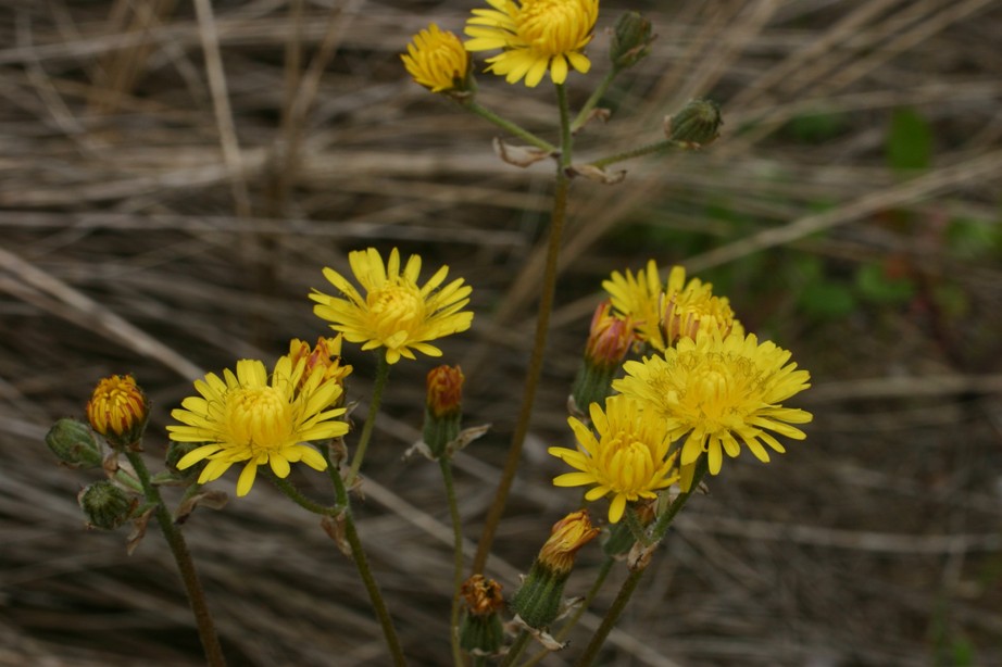 Composita costiera - Crepis vesicaria