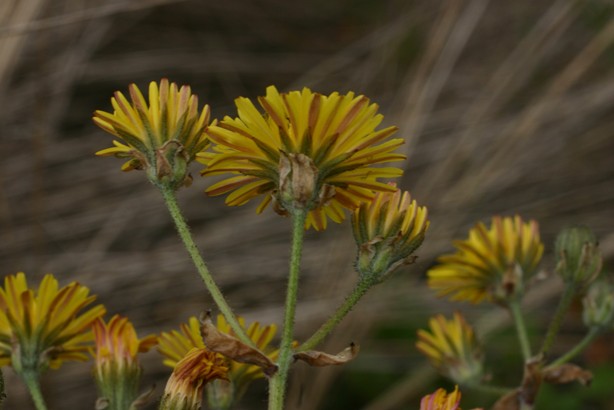 Composita costiera - Crepis vesicaria
