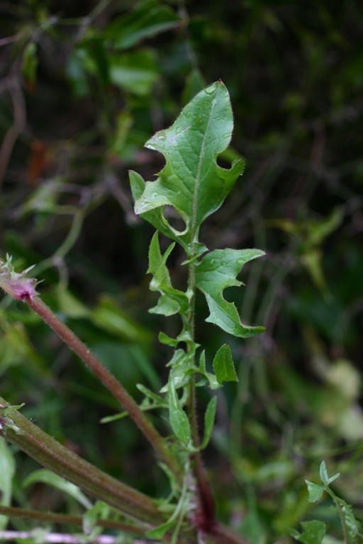 Composita costiera - Crepis vesicaria
