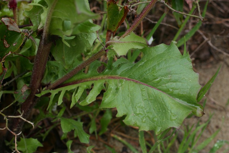 Composita costiera - Crepis vesicaria