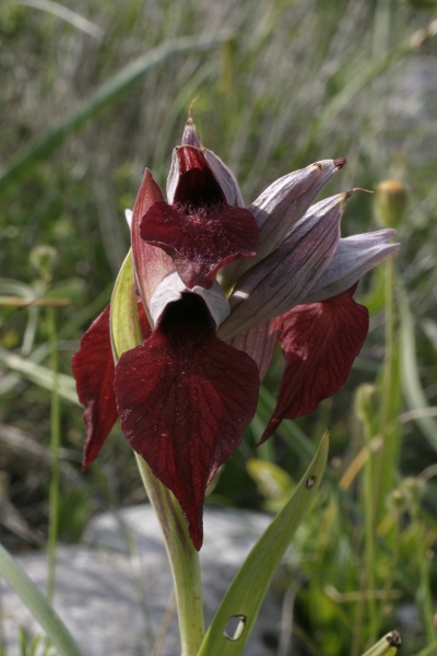 Serapias cordigera