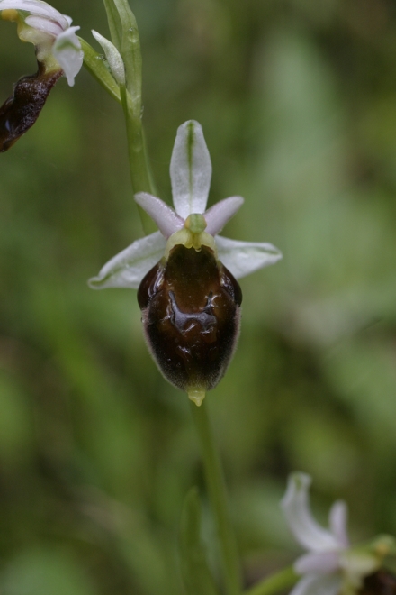 Ophrys crabronifera
