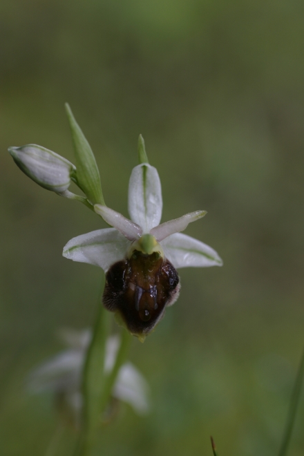 Ophrys crabronifera