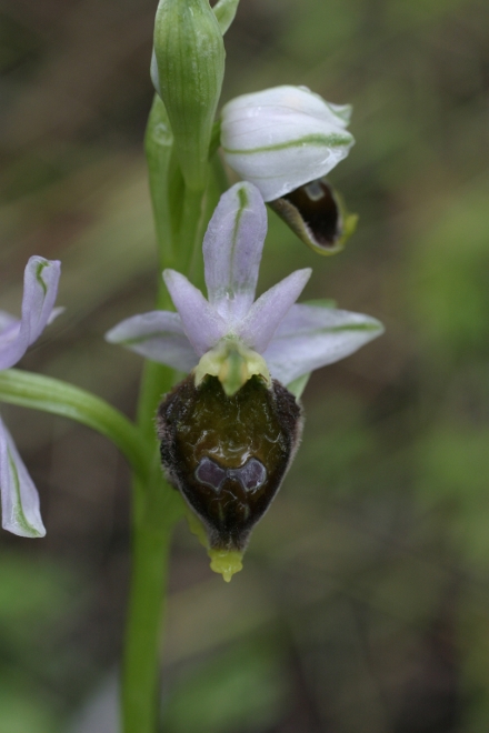 Ophrys crabronifera