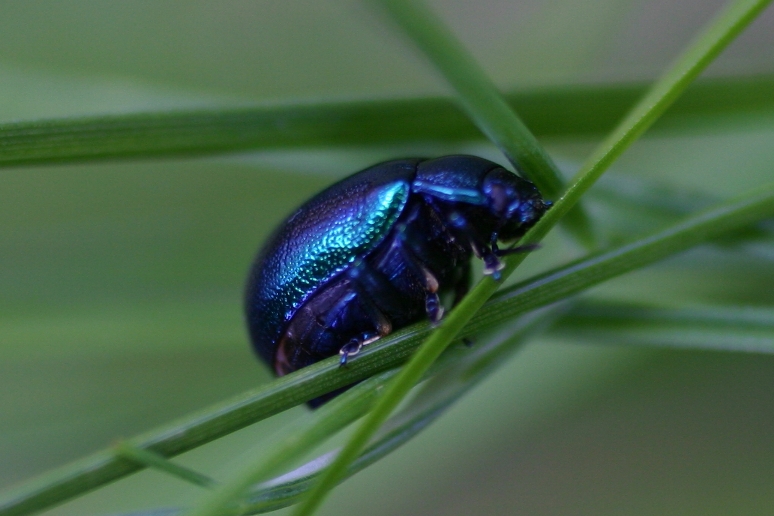 Chrysomelidae: Oreina sp.  (cfr. elongata zoiai)