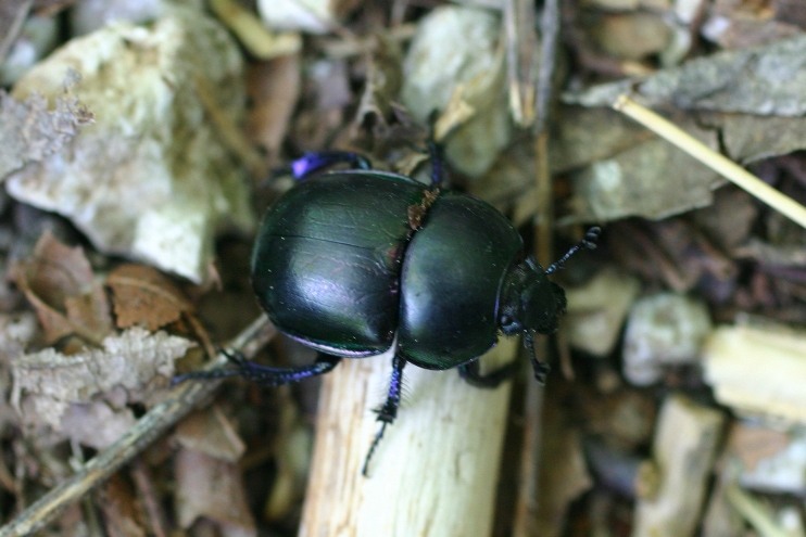 Ancora Trypocopris