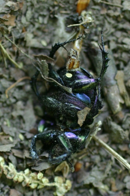 Ancora Trypocopris