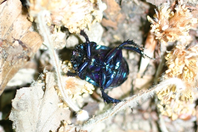 Ancora Trypocopris