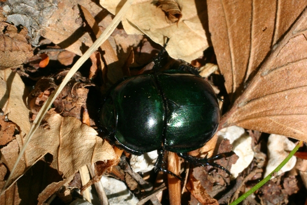 Ancora Trypocopris