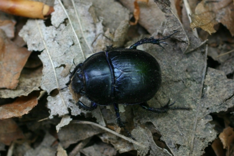 Ancora Trypocopris