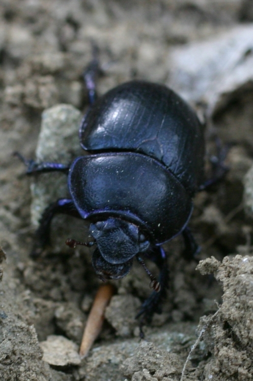 Ancora Trypocopris