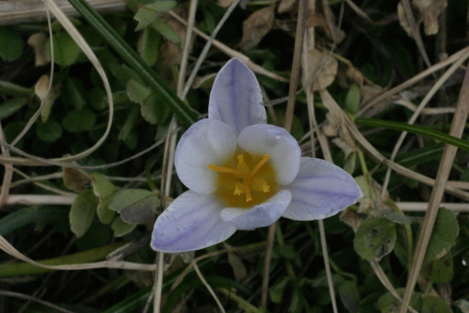 Crocus Monti Pisani - Crocus biflorus Miller