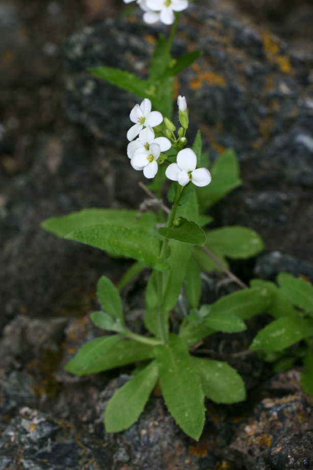 Arabis alpina subsp. caucasica
