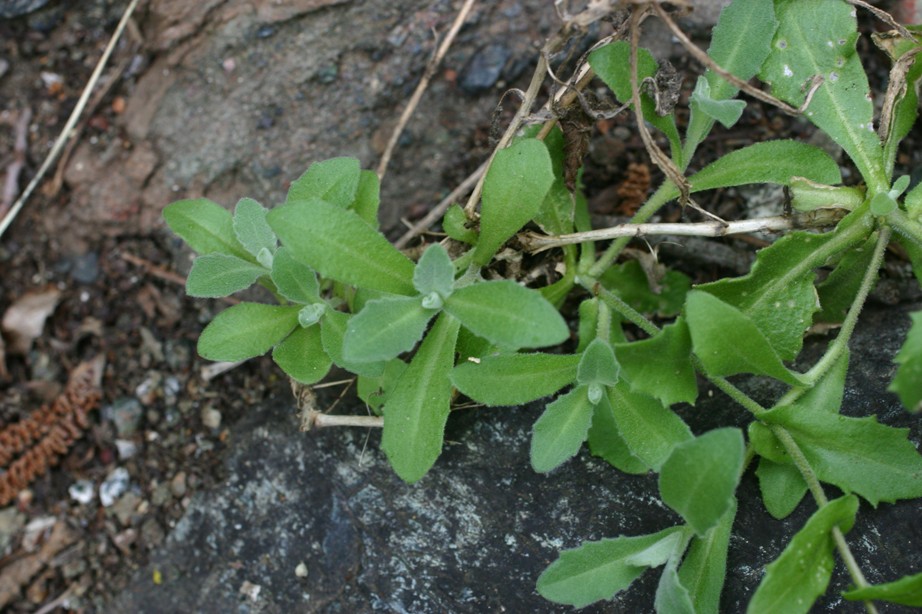 Arabis alpina subsp. caucasica