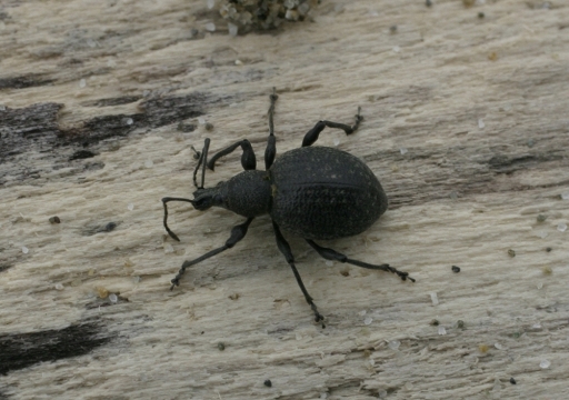 curculionide in spiaggia: Otiorhynchus