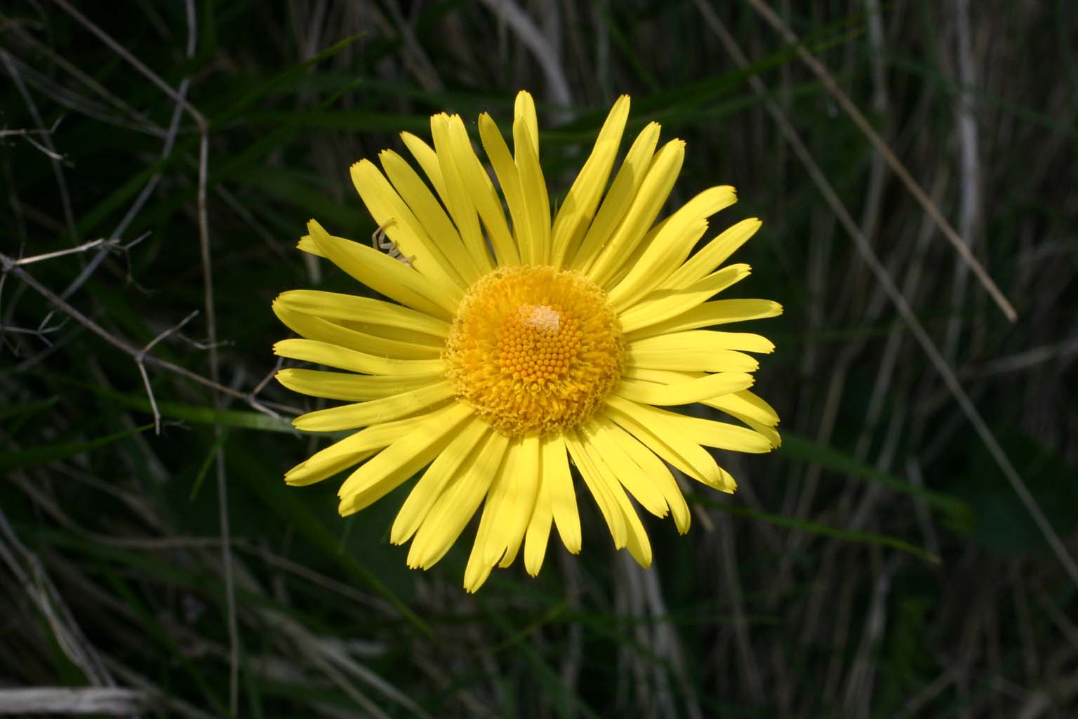 fiori in Abruzzo 2 - Doronicum sp.