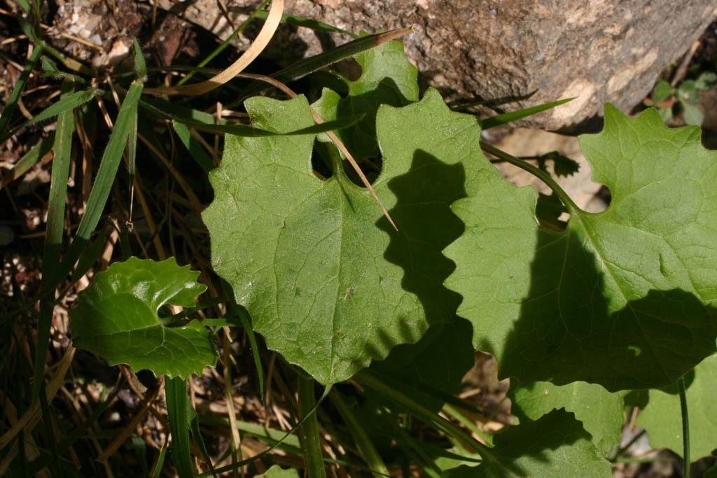 fiori in Abruzzo 2 - Doronicum sp.