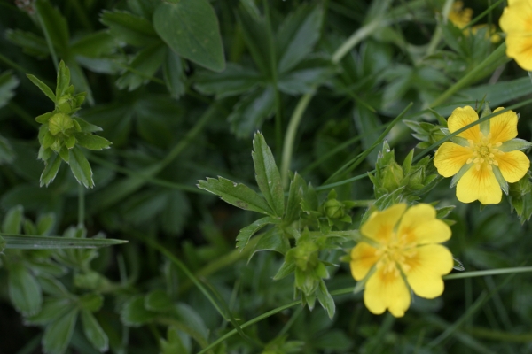 forse cistacea, no, Potentilla sp.