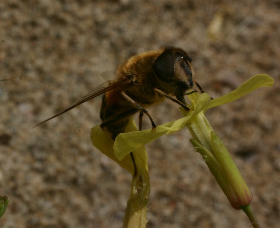 Eristalis