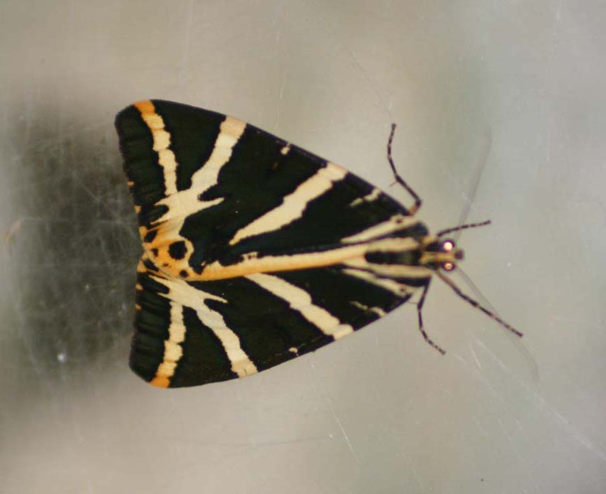 Euplagia