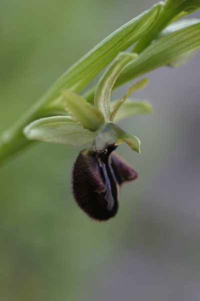 Ophrys a Punta Falcone