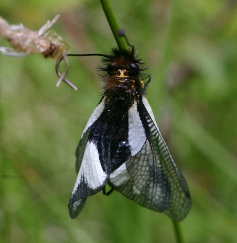 Libelloides coccajus mal sfarfallato